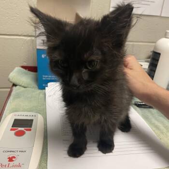 Paper -  Domestic Medium Hair Cat for Adoption in Bristol, Indiana - Paper | PetCurious