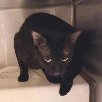 Cat 1 -  Domestic Short Hair Cat for Adoption in San Gabriel, California - Cat 1 | PetCurious