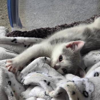 Fin -  Domestic Medium Hair Cat Available for Adoption in Johnstown, Pennsylvania - Fin | PetCurious