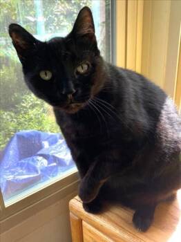 LUKE -  Domestic Short Hair Cat for Adoption in Woodland, California - LUKE | PetCurious