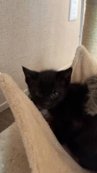 Ash -  Domestic Short Hair Cat for Adoption in Kimberlin Heights, Tennessee - Ash | PetCurious