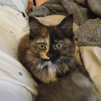 Rescue Domestic Medium Hair Cats for Adoption in Springfield, Ohio - Evee | PetCurious