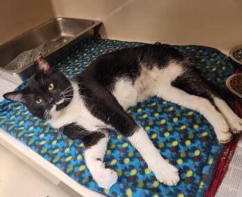 Domestic Short Hair Cats Available for Adoption in Clayton, New Jersey - Nero  | PetCurious