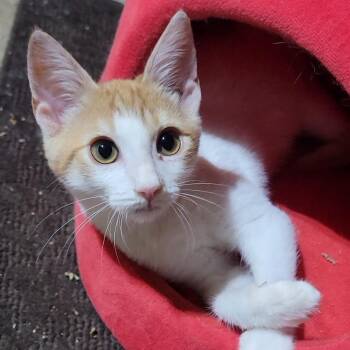 Noah -  Domestic Short Hair Cat for Adoption in Sandy Springs, Georgia - Noah | PetCurious