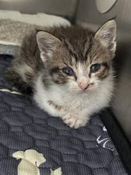 RENTON -  Domestic Short Hair Cat for Adoption in Riverside, California - RENTON | PetCurious