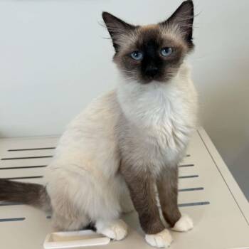 Claire -  Siamese Cat for Adoption in St. George, Utah - Claire | PetCurious