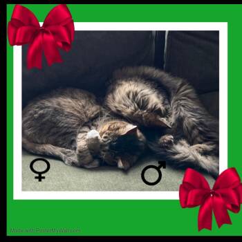 Rescue Domestic Long Hair and Domestic Short Hair Cats for Adoption in Beaverton, Oregon - Peter & Edna SIBLINGS | PetCurious