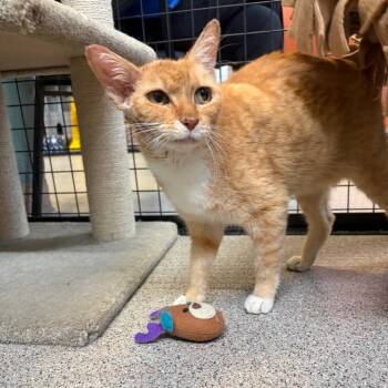 Creamsicle -  Domestic Short Hair Cat for Adoption in Sarasota, Florida - Creamsicle | PetCurious