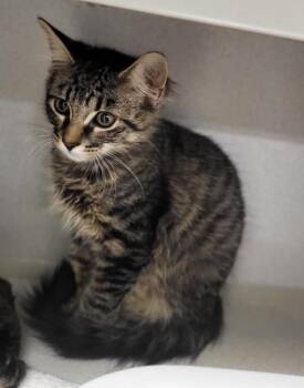Bates -  Domestic Long Hair Cat for Adoption in Bloomington, Indiana - Bates | PetCurious