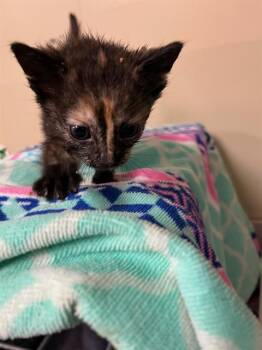 Rescue Domestic Short Hair Cats for Adoption in Jacksonville, Florida - STORMY | PetCurious