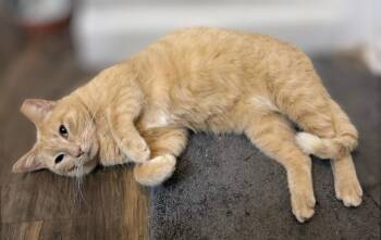 Druid -  Domestic Short Hair and Tabby Cat for Adoption in Pearland, Texas - Druid | PetCurious