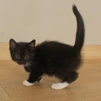 Chris C70895 -  Domestic Medium Hair Cat for Adoption in Minnetonka, Minnesota - Chris C70895 | PetCurious