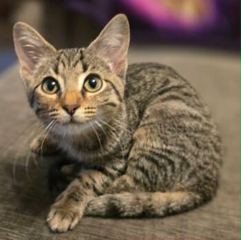 Dolly (FIV) -  Domestic Short Hair Cat for Adoption in Watertown, Wisconsin - Dolly (FIV) | PetCurious