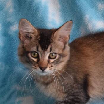 Cashmere -  Domestic Long Hair Cat for Adoption in Eureka, California - Cashmere | PetCurious