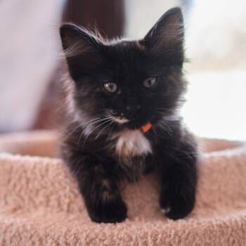 Rescue Domestic Long Hair Cats for Adoption in Morgan Hill, California - Macaron | PetCurious