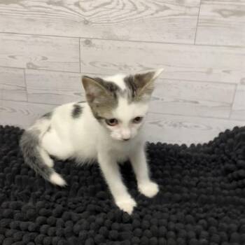 A612224 -  Domestic Short Hair Cat for Adoption in Modesto, California - A612224 | PetCurious