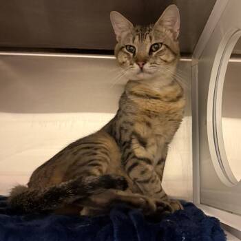 Herc -  Domestic Short Hair Cat for Adoption in Council Bluffs, Iowa - Herc | PetCurious