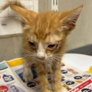 Big Mac -  Domestic Short Hair Cat for Adoption in Yuma, Arizona - Big Mac | PetCurious