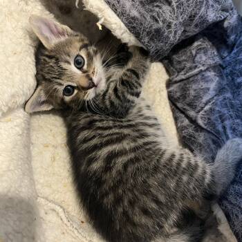 Tabby and Domestic Short Hair Cats Available for Adoption in Mastic, New York - Malachai | PetCurious