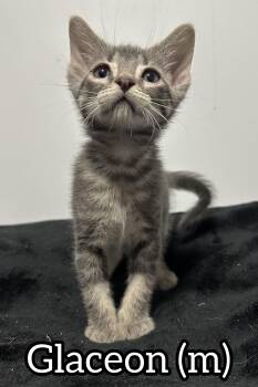 Rescue Domestic Short Hair Cats for Adoption in Chilliwack, British Columbia - Pre-Adoption: Glaceon | PetCurious