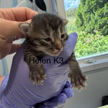 Helen Kit 3 -  Domestic Short Hair and Domestic Long Hair Cat for Adoption in Scituate, Massachusetts - Helen Kit 3 | PetCurious