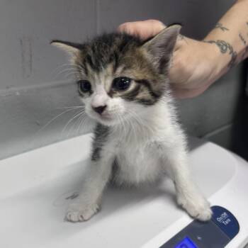 Domestic Short Hair Cats Available for Adoption in Summerville, South Carolina - Home Goods | PetCurious