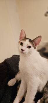 Prius -  Domestic Short Hair Cat for Adoption in Mission Viejo, California - Prius | PetCurious