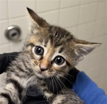 SHAYLA -  Domestic Short Hair Cat for Adoption in Dallas, Texas - SHAYLA | PetCurious