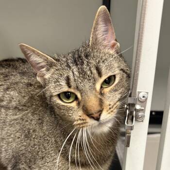 Domestic Short Hair Cats Available for Adoption - Charlotte | PetCurious