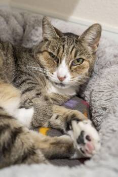 Keke -  Domestic Short Hair Cat for Adoption in Boise, Idaho - Keke | PetCurious