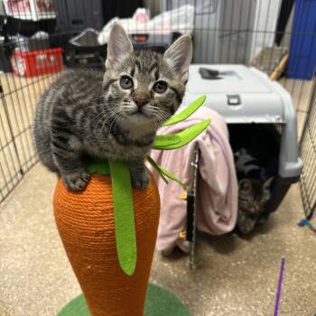 Domestic Short Hair Cats Available for Adoption in Sonoma, California - Martian | PetCurious