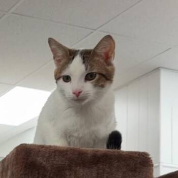 Domestic Short Hair Cats Available for Adoption in Greenfield, Indiana - Mega | PetCurious