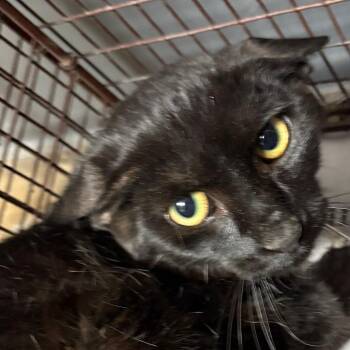 Chester -  Domestic Short Hair Cat for Adoption in Yuma, Arizona - Chester | PetCurious