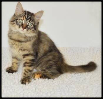 Arwen -  Torbie Cat for Adoption in San Andreas, California - Arwen | PetCurious