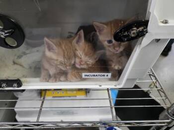 Hiker -  Domestic Short Hair Cat for Adoption - Hiker | PetCurious