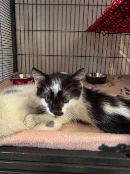Judd -  Domestic Short Hair Cat Available for Adoption in Grand Forks, North Dakota - Judd | PetCurious