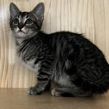 Dapples -  Domestic Short Hair Cat for Adoption in Yucca Valley, California - Dapples | PetCurious
