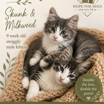 Skunk and Milkweed -  Domestic Short Hair Cat for Adoption in Pleasant Valley, New York - Skunk And Milkweed | PetCurious