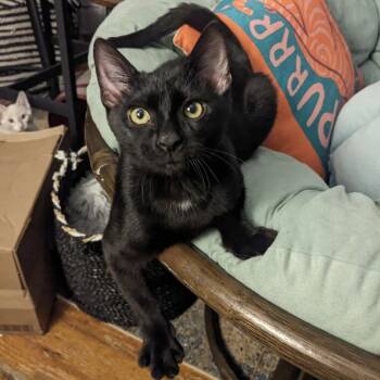 Rescue Domestic Short Hair Cats for Adoption in Chicago, Illinois - Max | PetCurious