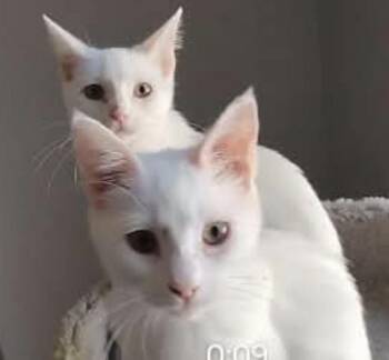 Lone Spaceballs Bonded To Vespa Spaceballs -  Domestic Short Hair Cat for Adoption in Chandler, Arizona - Lone Spaceballs Bonded To Vespa Spaceballs | PetCurious