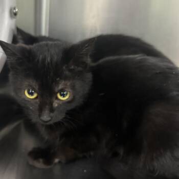 Domestic Short Hair Cats Available for Adoption - Elsa | PetCurious