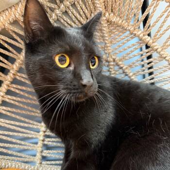 Rescue Domestic Short Hair Cats for Adoption in Pasadena, Maryland - Tiki | PetCurious