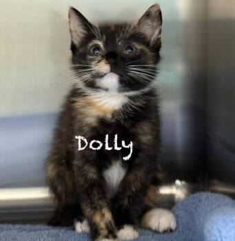 Domestic Short Hair Cats Available for Adoption in Pawleys Island, South Carolina - Dolly | PetCurious