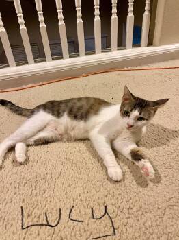 Rescue Domestic Short Hair Cats for Adoption in Liverpool, Texas - Lucy | PetCurious