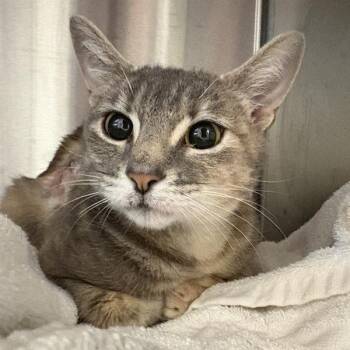 Mao -  Domestic Short Hair Cat for Adoption in Bentonville, Arkansas - Mao | PetCurious