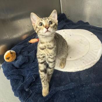 CeCe -  Domestic Short Hair Cat for Adoption in Los Angeles, California - CeCe | PetCurious