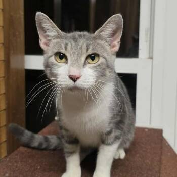 Rescue Tabby and Domestic Short Hair Cats for Adoption in Shippenville, Pennsylvania - Nightshade | PetCurious