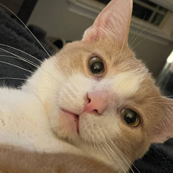 Rescue Domestic Short Hair Cats for Adoption in Huntsville, Alabama - Phillip | PetCurious