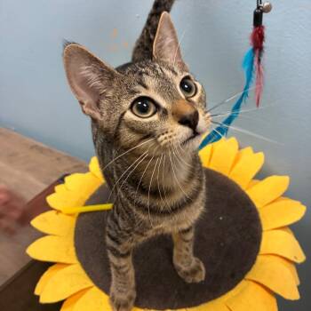 Harley -  Domestic Short Hair Cat for Adoption in NEW PT RICHEY, Florida - Harley | PetCurious
