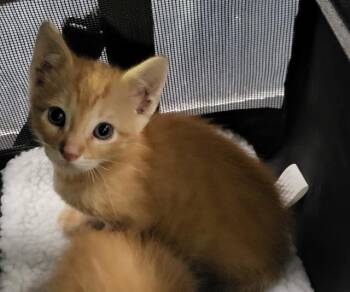 Domestic Short Hair Cats Available for Adoption in San Antonio, Texas - A804810 | PetCurious